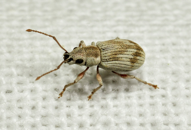 Curculionidae:  Pseudomyllocerus neapolitanus